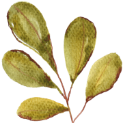 Addicted 2 Decorating